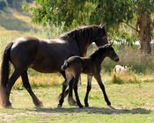 2011 - MCM Yzaac by Eitsje (Friesian). Found dead in paddock, suspected snake bite.
