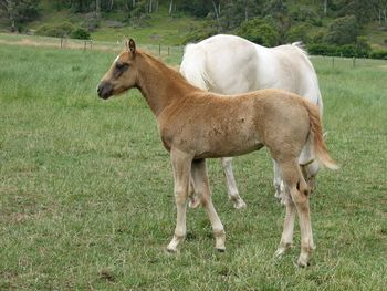 MCM Tranquillity (2005) Mt Tawonga Howqua X Wyben Hidden Secret. Palomino Part Bred Morgan filly, registered MHAA Part Bred #314. Sold June 2008 to Erin in Gladstone Park Vic. more........

