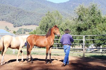 MCM Joelle (Mt Tawonga Jean) - 2015 Bay Moriesian filly
