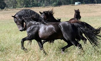 Mt Tawonga Tarraji (1997). Pure Bred Morgan Stallion. A unique chance to secure this amazing stallion was taken up by us here at MCM in March 2010. He is the only entire son of the Marvelous Encore - Mt Tawonga Miss Mary cross. more........
