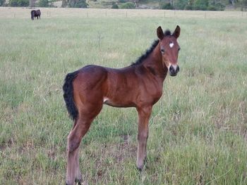 MCM Roxanne (2002) Karenza Apollo X Mt Tawonga Anna. Bay Pure Bred Morgan filly. Roxy is expecting her first foal to Colonel Wicked September 06. Sold 2012 to Joanne, Bonegilla. Vic. more........
