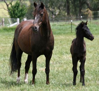 MCM Crown Jewel (2002). Mt Tawonga King X Mt Tawonga Tiara. Liver Chestnut Pure Bred Morgan Mare, with Moriesian foal MCM Ramolt. more........ 
