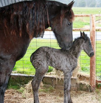 22/06/10 A few hours old
