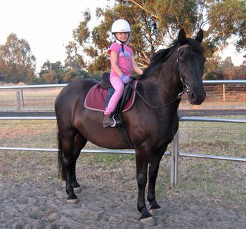 MCM Aandrik 2007 Moriesian gelding. Red Bluff Mesmeric X Little Miss. Anika reports that Aandrik has settled in well. He is now learning the necessary skills to make him a great trail and versatile horse. Ridden here by Anikas granddaughter. Aandrik resides in WA.
