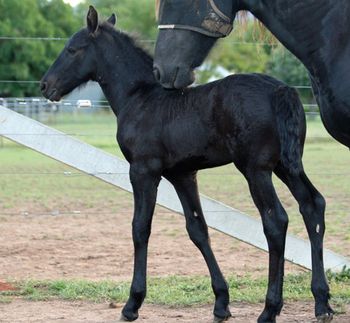 Djeord of MCM (2009). Remmelt X Lady Coobydale. Black Friesian gelding. more........ Sold June 2012 to Fiona in ACT.
