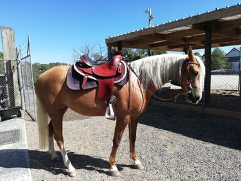 MCM Alliyah (Baptist Levis Strauss X MCM Crown Jewel) Palomino filly, living with Jennifer in Victoria.  Alliyah was purchased just prior to Equitana 2018
