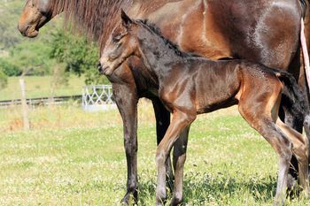 MCM Louisiana (2012) Red Bluff Mesmeric X Mt Tawonga Louise Brown Morgan filly more................ Sold

