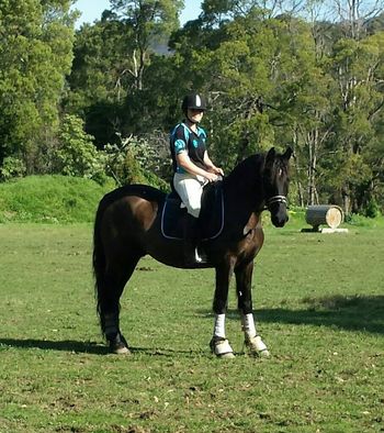 MCM Randolf 2008 Friesian X gelding. (Eitsje X Meisje). Kristy reports that Randolf has settled in well to his new home with her and the family, in VIC.
