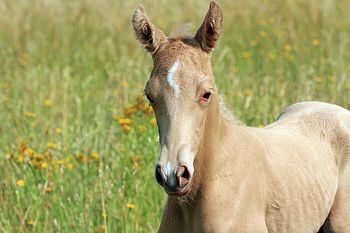 Hours old
