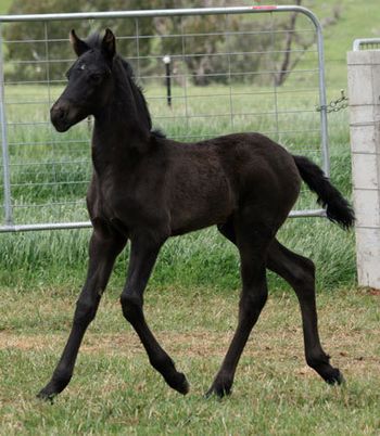 MCM Ramolt. Eitsje X Mountain Crk Crown Jewel. Black Moriesian gelding.
