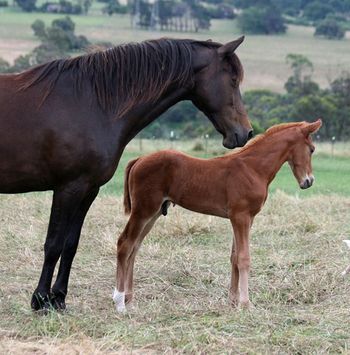 MCM Kerrigan (2010) Red Bluff Mesmeric X Mt Tawonga Keep. Chestnut Morgan colt. SOLD to Julia in Gippsland.  more........
Sold June 2013 to Julia in Victoria.
