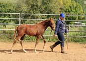 2011 - MCM Jolena Chestnut filly by Red Bluff Mesmeric
