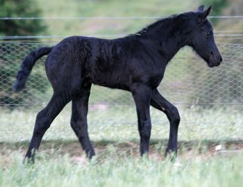 MCM Eliezabeth (2008) Eitsje X Yldau. Black 4th cross Friesian (15.16th's) filly. Sold April 2009 to Tania. North Maclean QLD. more........
