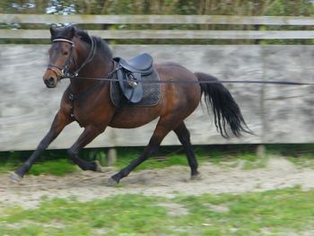 Kelford Master & Commander - Gelding by Twinhill Maximus (Pic from Kelford Morgan Farm NZ)
