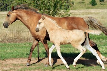 MCM Helena (2010). Baptiste Levis Strauss X MCM Crown Jewel.  Palomino mare with MCM Chanel at foot.
