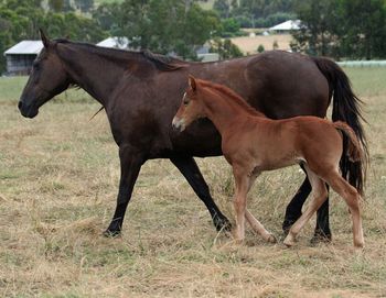 MCM Xarika (2010) Red Bluff Mesmeric X The Carrock Xylona. Chestnut Moriesian filly. more........ Sold February 2011 to Louise in Victoria.
