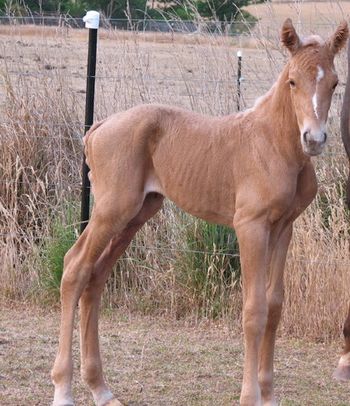 MCM Mr Squigglz (2006). Colonel Wicked X MCM Morgana Beau. Palomino Part Bred Morgan gelding. Sold June 2008 to Anna in Lilydale Vic.
