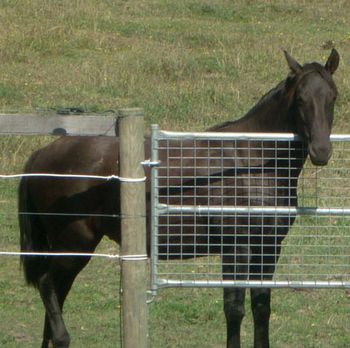 MCM Embers 2006 Friesian X gelding. (Colonel Wicked X Meisje). Embers and Hendrikx now live with Rebecca in Macclesfield, in Victoria. They are coming along well with their education.
