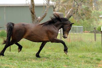 MCM Talise (2012) (Yldau) Moriesian filly
