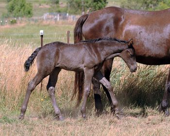 MCM Xarah (2011) Red Bluff Mesmeric X The Carrock Xylona Black Moriesian filly more........
