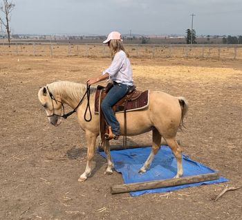 MCM High Fashion (2015) MEMC Tequila Cuervo X MCM Crown Jewel.  Palomino filly.  Fashion now lives with Kathy in Esk Qld.
