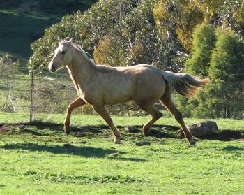 2005 - MCM Tranquillity Part Bred Morgan filly by Mt Tawonga Howqua (Morgan) sold
