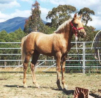 MCM Mulga Bill (2001) Marvelous Encore X Djemur Silver Sequin. Part Bred Morgan gelding, registered MHAA Part Bred #181 (Mountain Creek Mulga Bill). Sold 2002 to Ngaire, Crossover. Vic.
