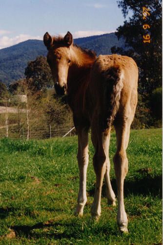 MCM Whisper (1997) Wawayanda Watch Out X Elizabeth. Here is our first Part Bred Morgan foal, a buckskin filly, what more could you ask for. Registered with MHAA, Part Bred #93. Sold 1999 to Michelle, Cooroy. QLD.

