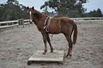 MCM Kendric 2009 Morgan colt. (Red Bluff Mesmeric X Mt Tawonga Keep). Liz and Ian are more than happy with Kendric, he has settled well, and is coming along very well with his education. Sounds like he has his own fan club in Tassie already.
