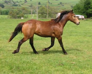 2002 - MCM Captain Moonlite Friesian Warmblood stallion by Othello S (Friesian) sold
