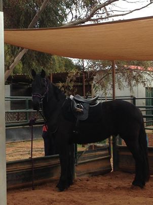 MCM Xeros 2009 Friesian X gelding. (Eitsje X The Carrock Xylona) Xeros is much appreciated by his new owner Jess in WA.
