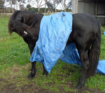 MCM Rynke. 2009 Moriesian filly (Eitsje X Mountain Crk Roxanne) "She is so easy to do anything with that it is going to be very hard not to finish the breaking in myself this summer but i will restrain myself." Michelle, July 2011. Rynke lives in Geelong.
