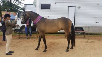 MCM Taranto (2012) (Wyben Hidden Secret) Part Morgan gelding
