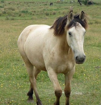 MCM Hendrikx 2006 Friesian X gelding. (Colonel Wicked X Little Miss). Hendrikx and Embers now lives with Rebecca in Macclesfield Victoria. They are coming along well with their education.
