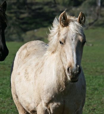 2009 - MCM Icon Palomino gelding by Red Bluff Mesmeric. sold.
