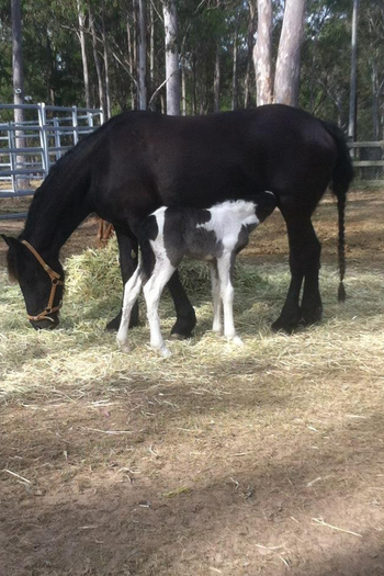 MCM Eliezabeth (2008) Eitsje X Yldau. Lieza lives in QLD, she's had one filly foal by a Gypsy cob X and is now being started under saddle.
