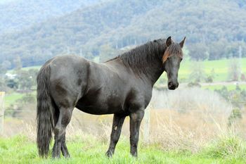 Ietsje from MCM (2010) Pure Friesian. Ietsje has a number of foals on the ground now from 2 seasons.  We are very happy with the quality of these foals and will continue to use him in our Programme.  more........
