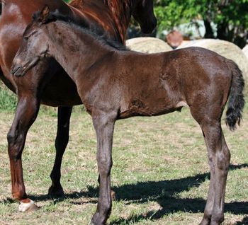 MCM Adriaantje. Eitsje X Mountain Crk Morgana Beau. Black Moriesian filly
