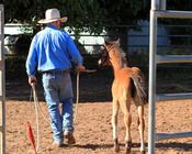 2011 - MCM Miah Bay filly by Red Bluff Mesmeric.
