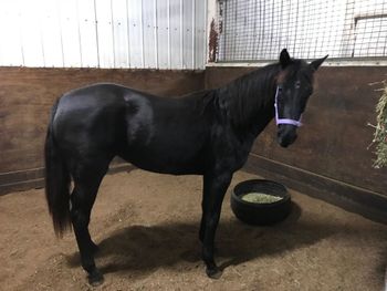 MCM Aurora ((2017) Mt Tawonga Tarraji X MCM Celestial. Lives in Tasmania
