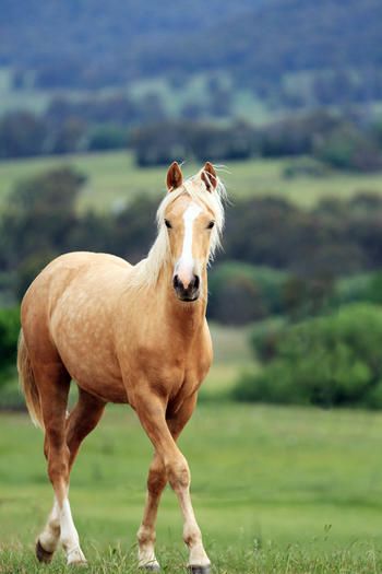 MCM El Dorado - 2014 palomino gelding.
