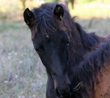 Mt Tawonga Katolena (2010) (Mt Tawonga Delenore - Part Bred)
