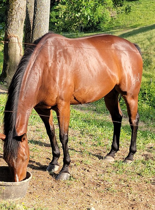 Underwood Acres Our BROODMARES