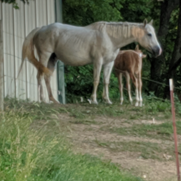 Underwood Acres Our BROODMARES