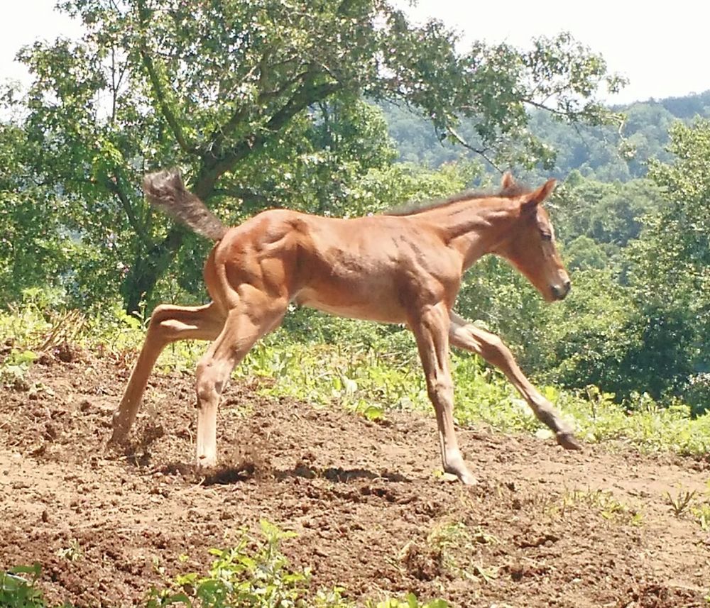 Underwood Acres About Us