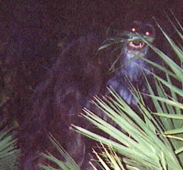 PAD Ep. 14 Urban Legend- Florida Skunk Ape