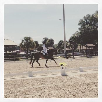 Sir Prize inter1 Freestyle @ Venice Fall Dressage
