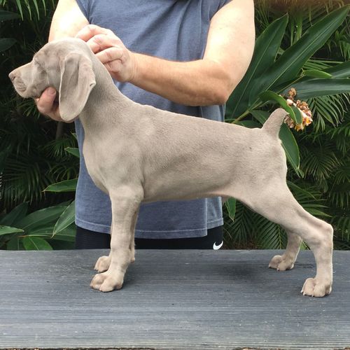 Breica weimaraners best sale