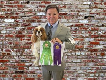 Winners Bitch and AOM under Breeder Judge Mimi Hodges at the CKCSC of North Texas Specialty for a 4 point major !
