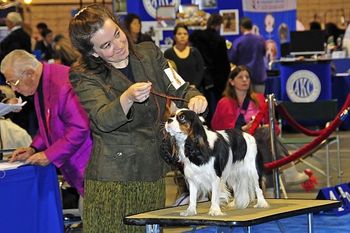 Mary showing Bonnie at Long Beach shows Dec 2009
